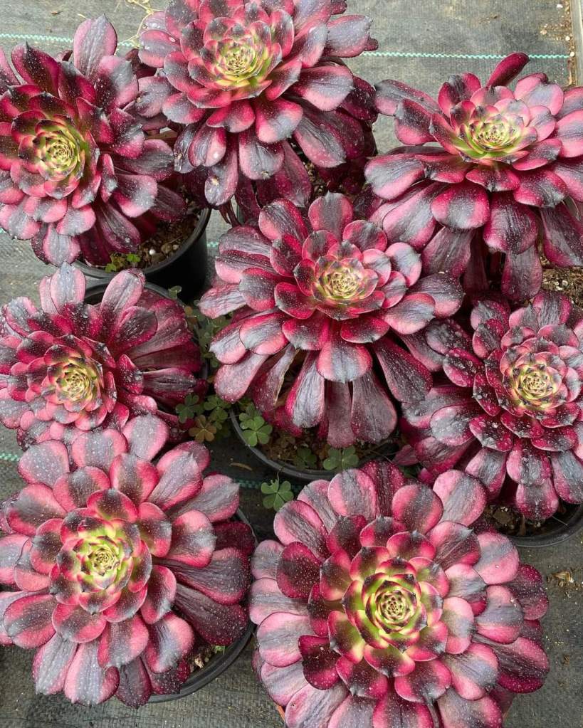 Aeonium 'Meiji' aka 'Miki'