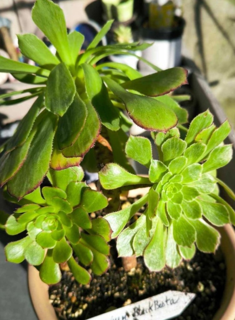 Aeonium 'Black Besta'