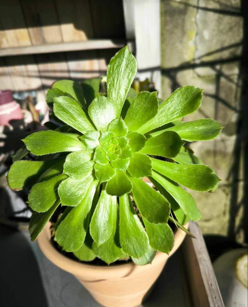 Aeonium 'Black Besta'