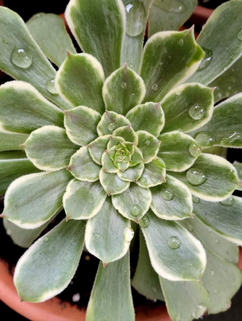 Aeonium 'Black Besta'