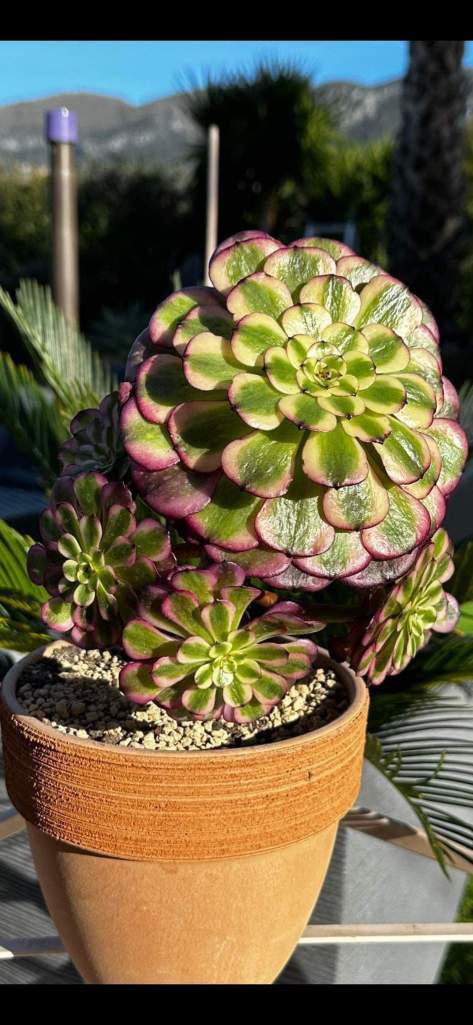 Aeonium 'Meiji' aka 'Miki'