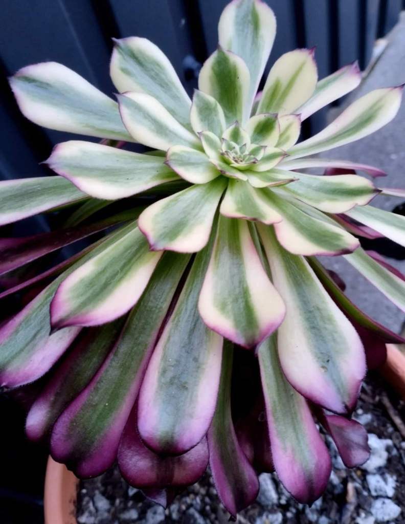 Aeonium 'Meiji' aka 'Miki'