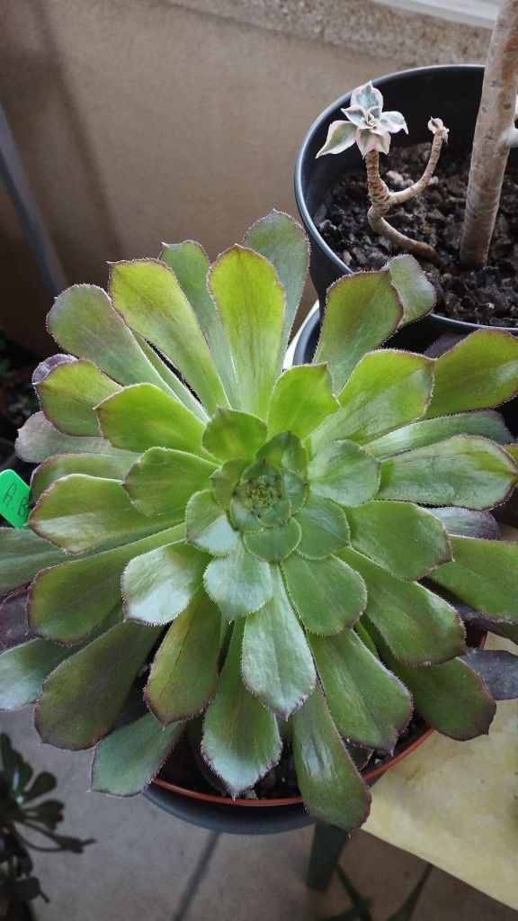 Aeonium 'Black Besta'