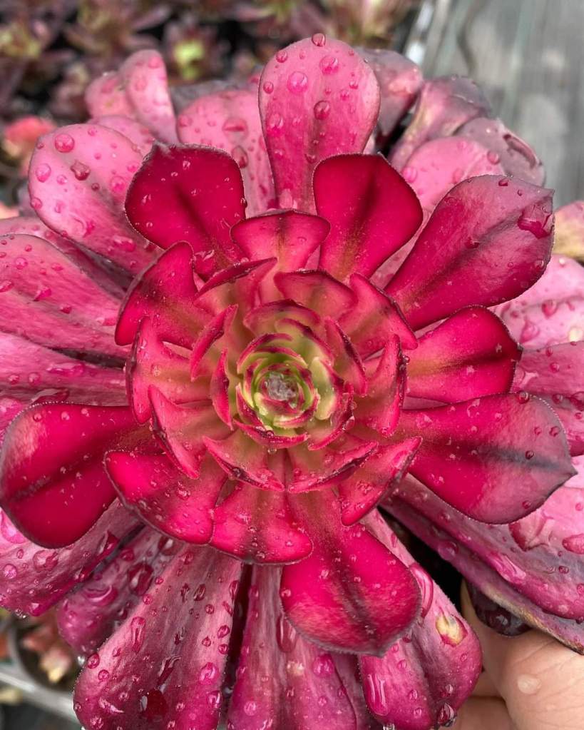 Aeonium 'Meiji' aka 'Miki'