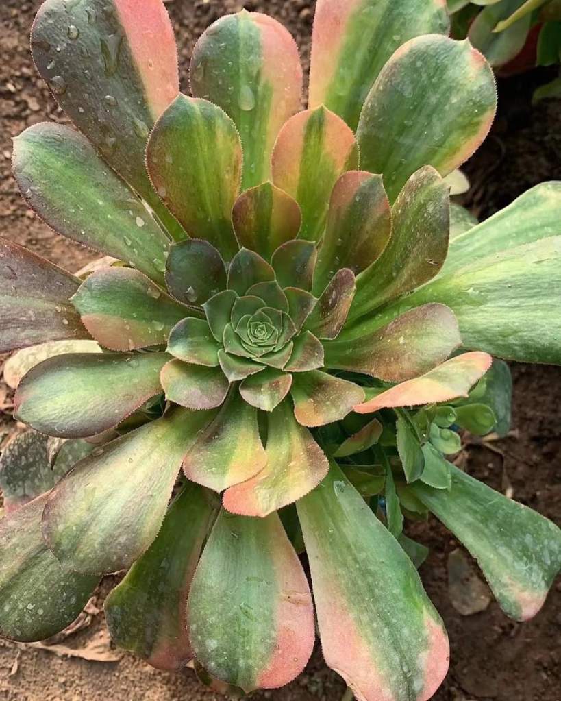 Aeonium Parakeet