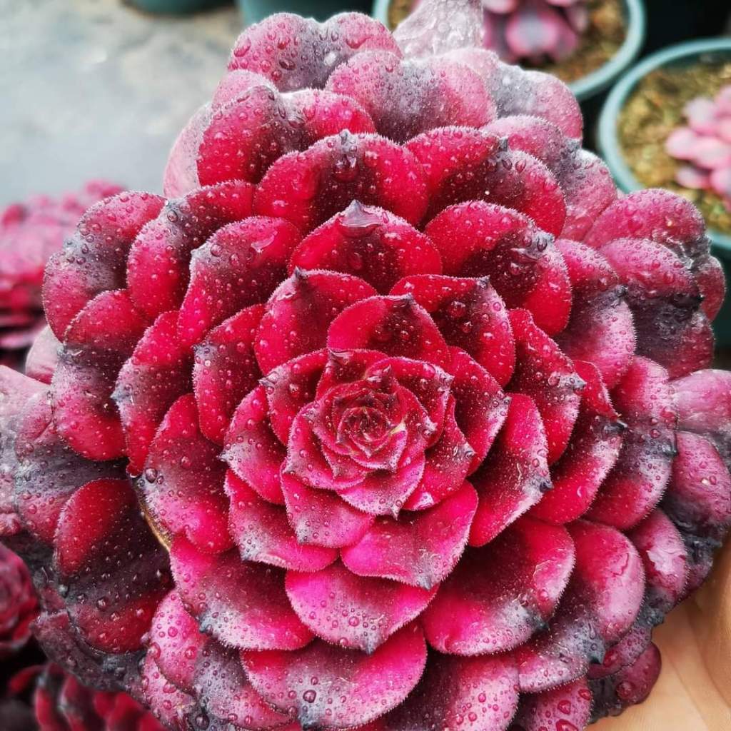 Aeonium 'Meiji' aka 'Miki'