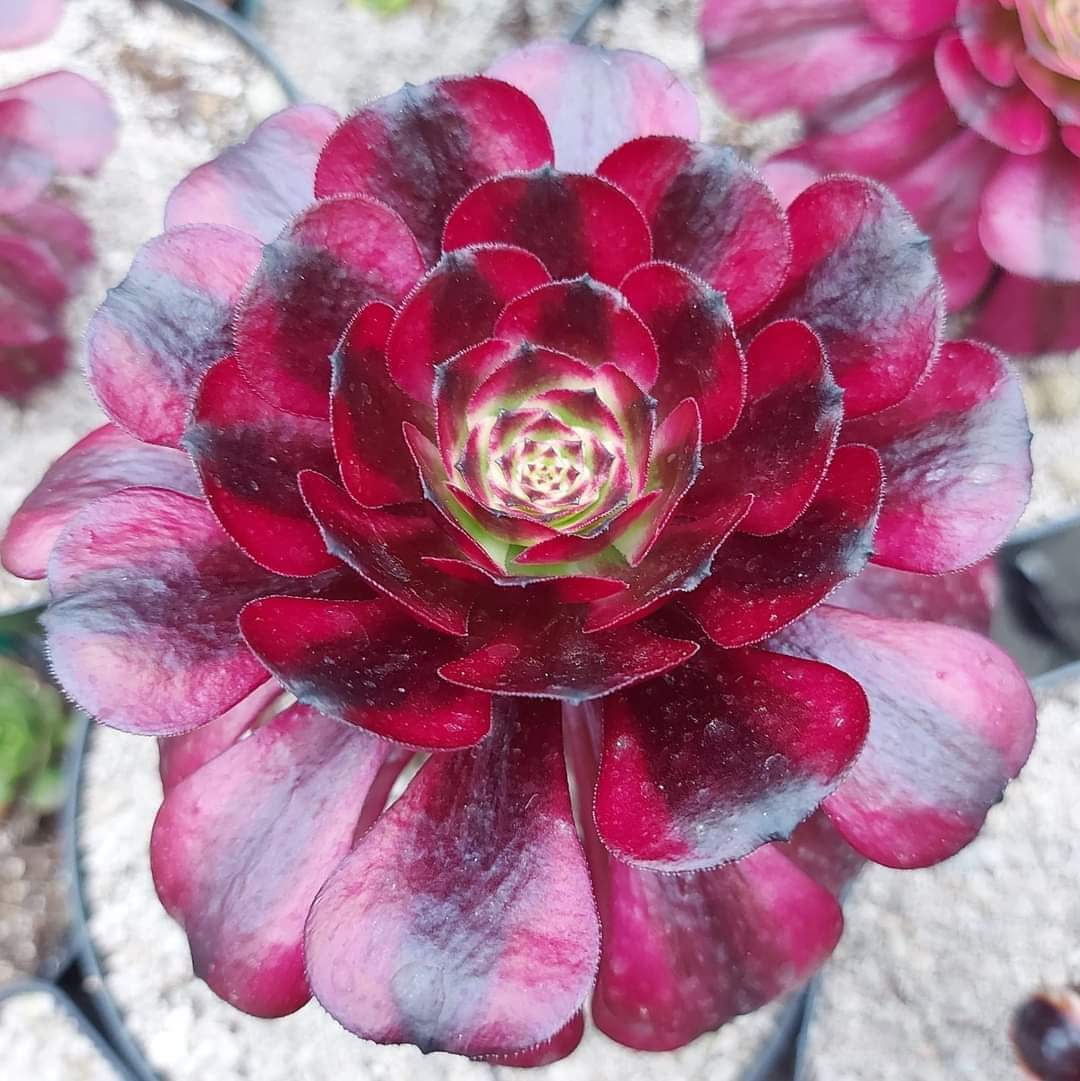 Aeonium &lsquo;Meiji&rsquo;
