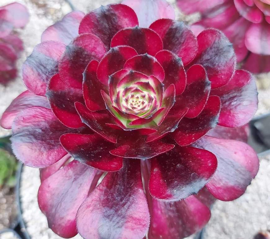 Aeonium 'Meiji' aka 'Miki'