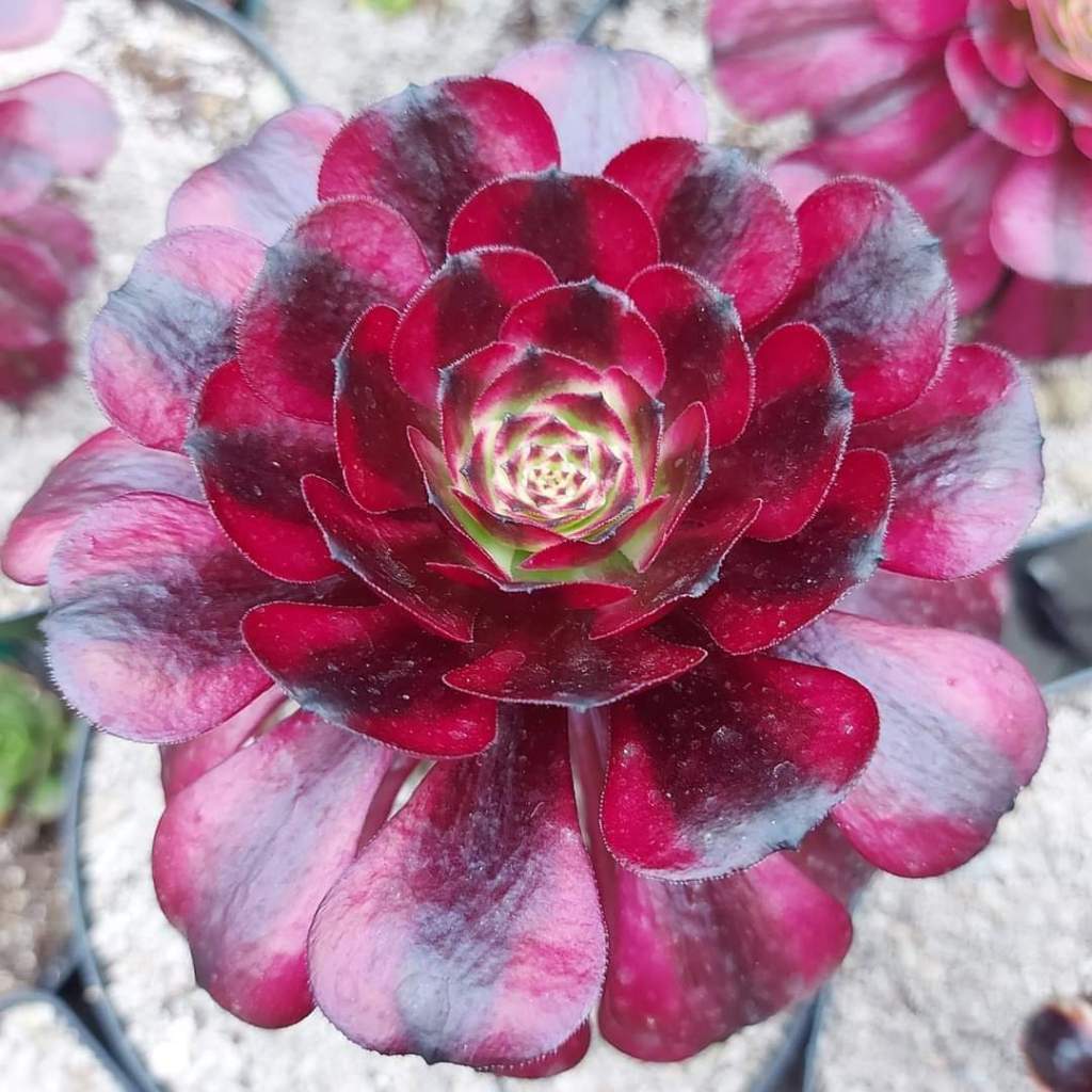 Aeonium 'Meiji' aka 'Miki'