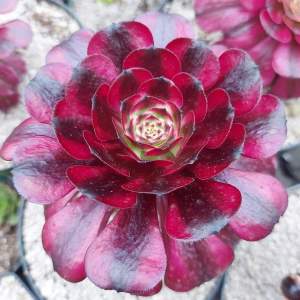 Aeonium 'Meiji' aka 'Miki'