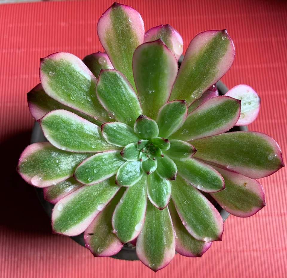 Aeonium 'Meiji' aka 'Miki'
