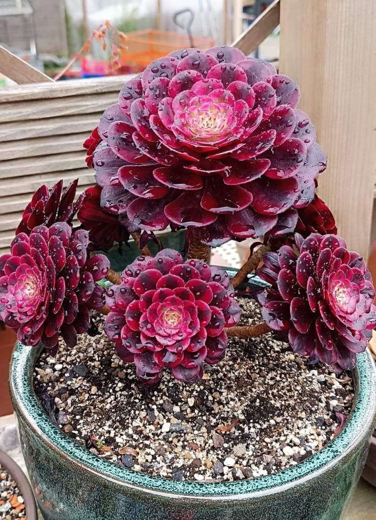 Aeonium Garnet White