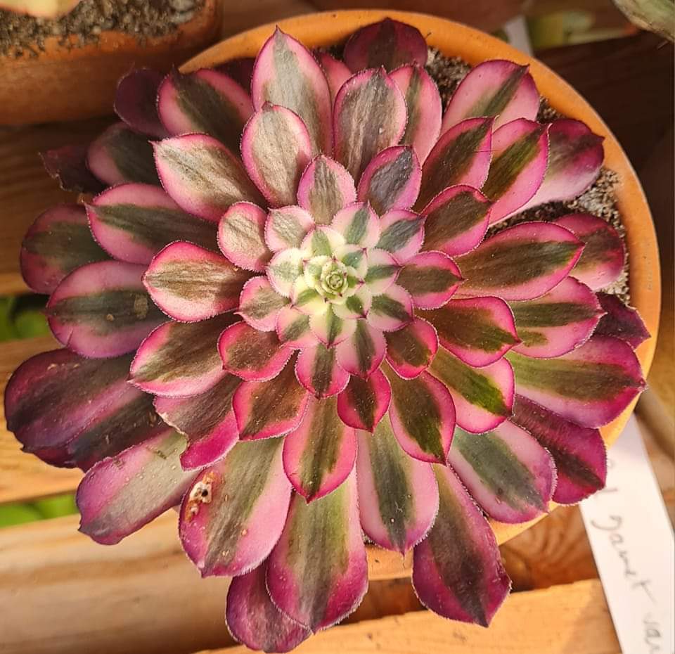 Aeonium Garnet White