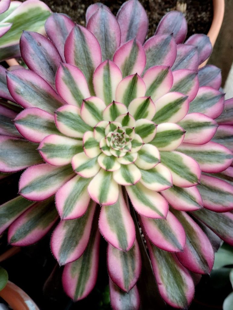 Aeonium Garnet White