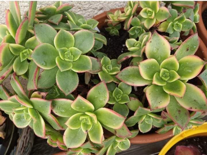 Aeonium Dream Color