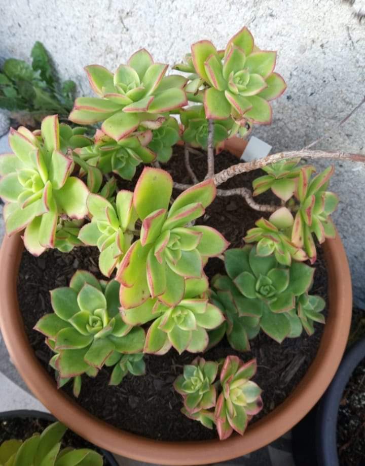Aeonium Dream Color