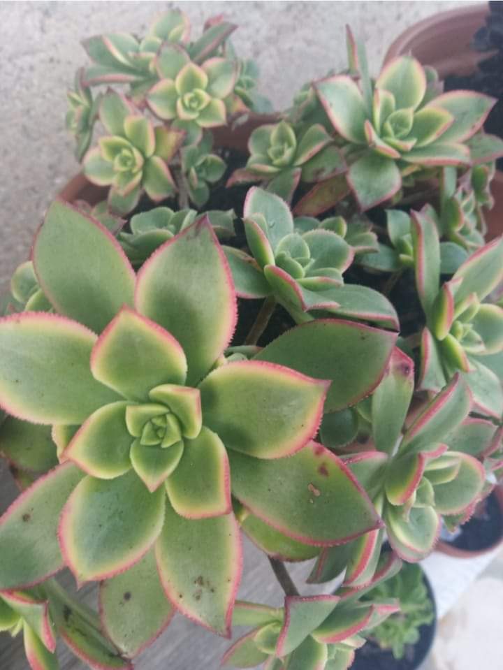 Aeonium Dream Color