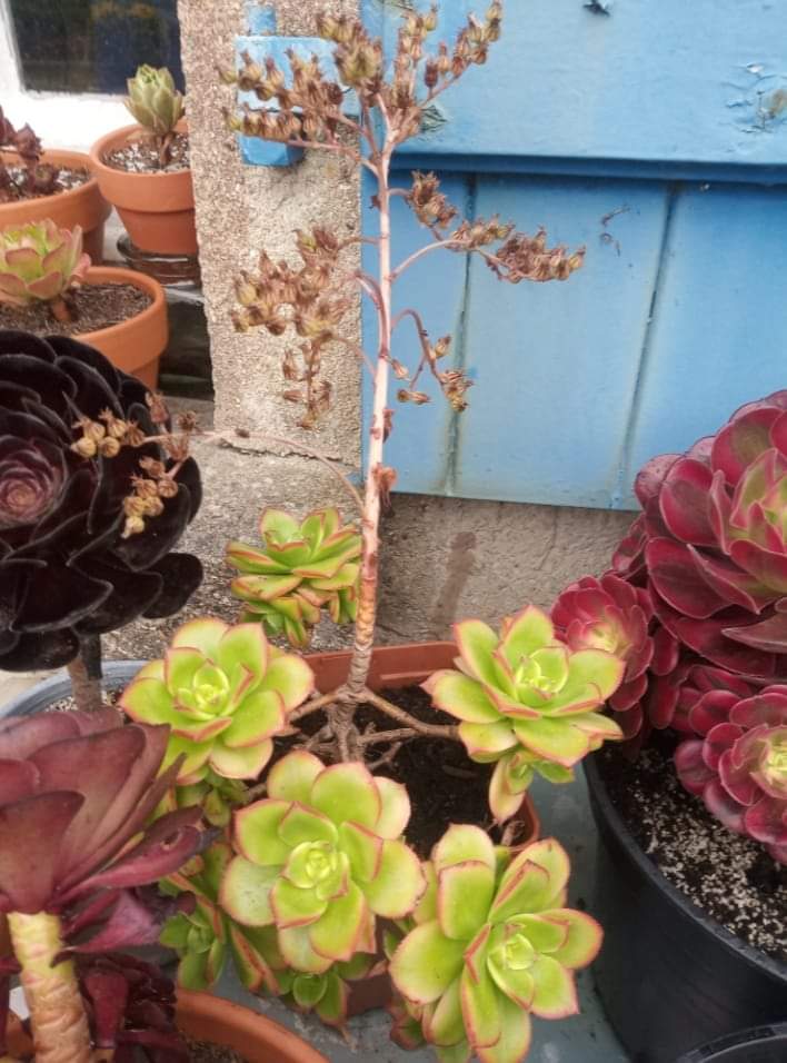 Aeonium Dream Color