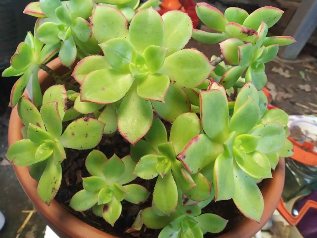 Aeonium Dream Color