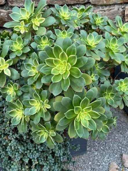 Aeonium Dream Color