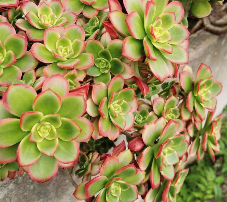 Aeonium Dream Color