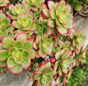 Aeonium Dream Color