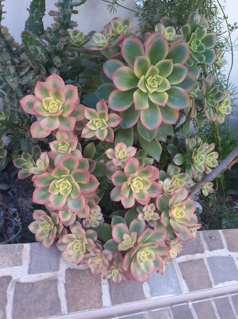 Aeonium Dream Color