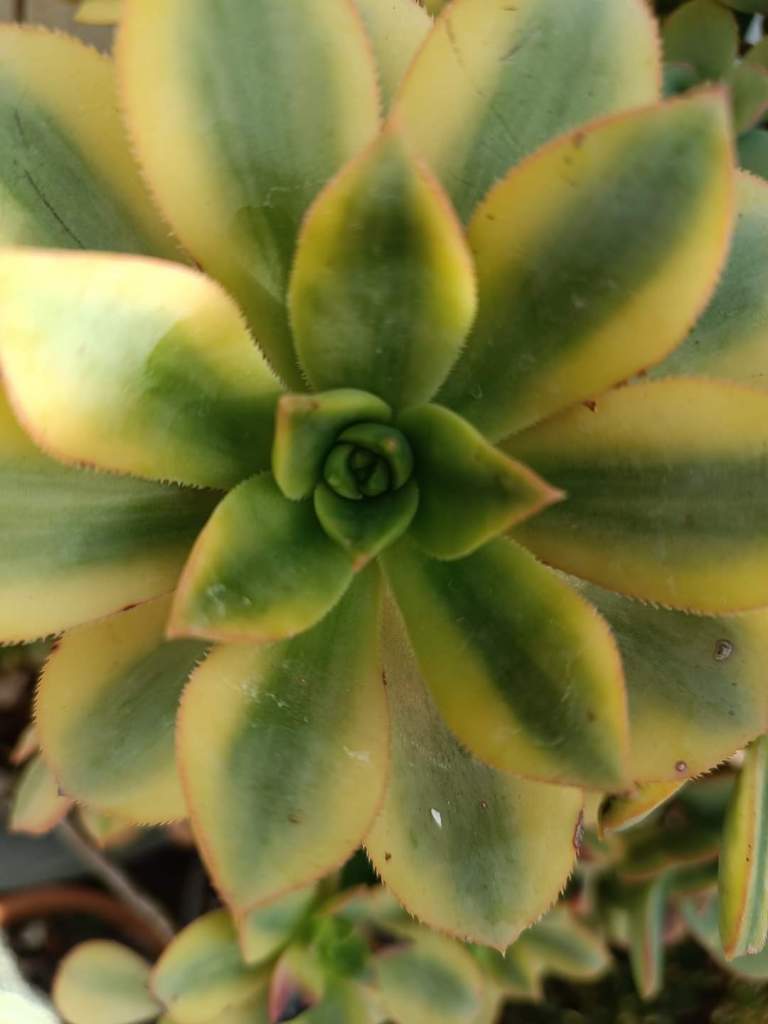 Aeonium Floresens