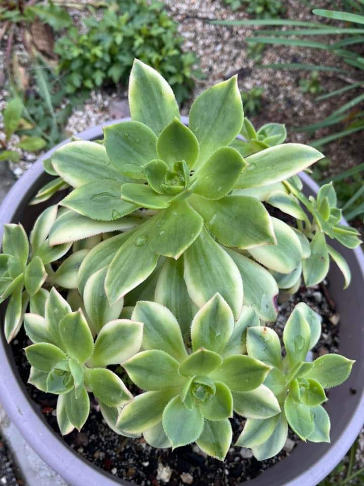 Aeonium Floresens