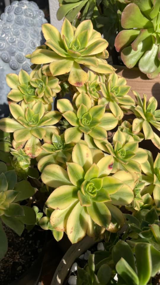 Aeonium Floresens