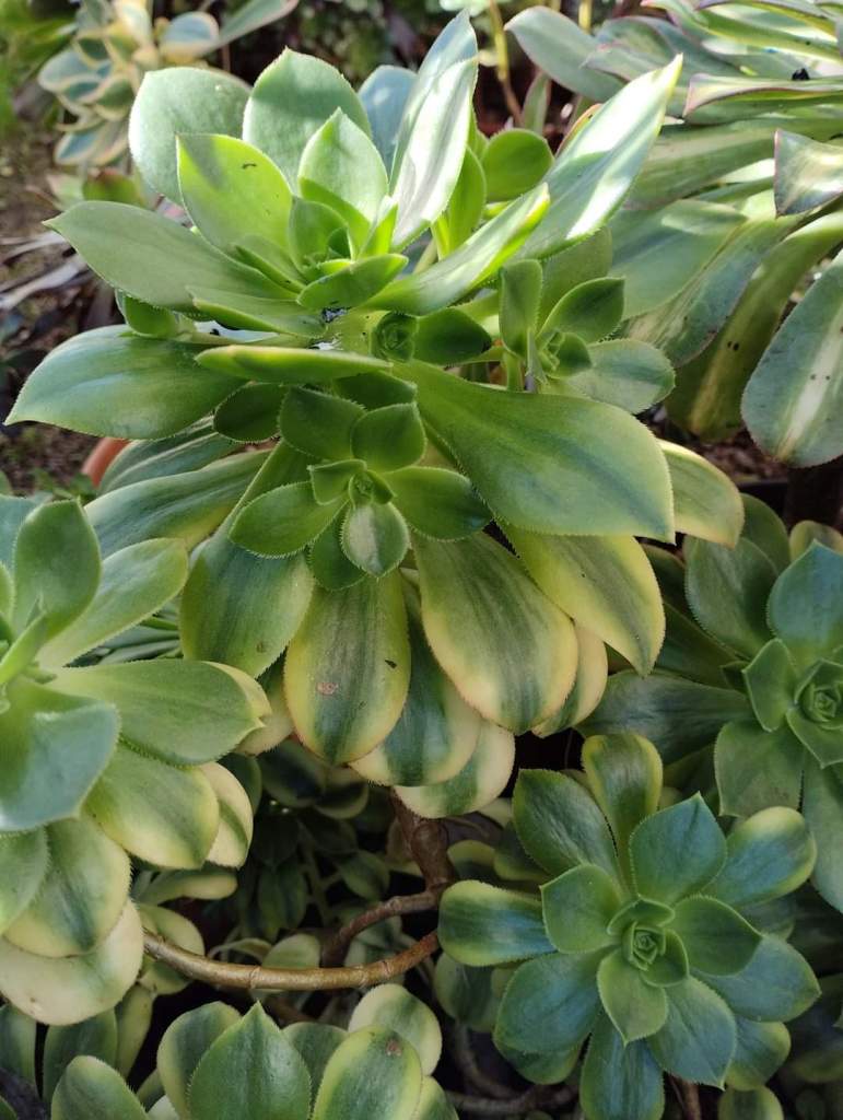 Aeonium Floresens