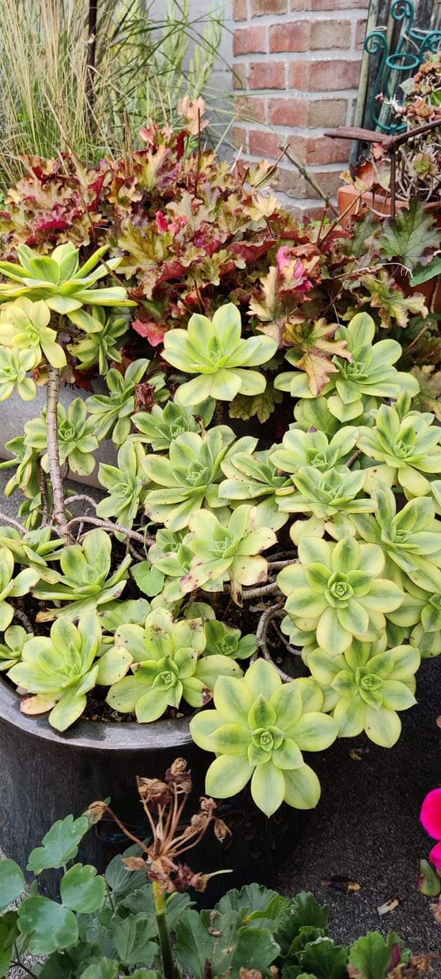 Aeonium ‘Floresens’ : origine, identité et caractéristiques
