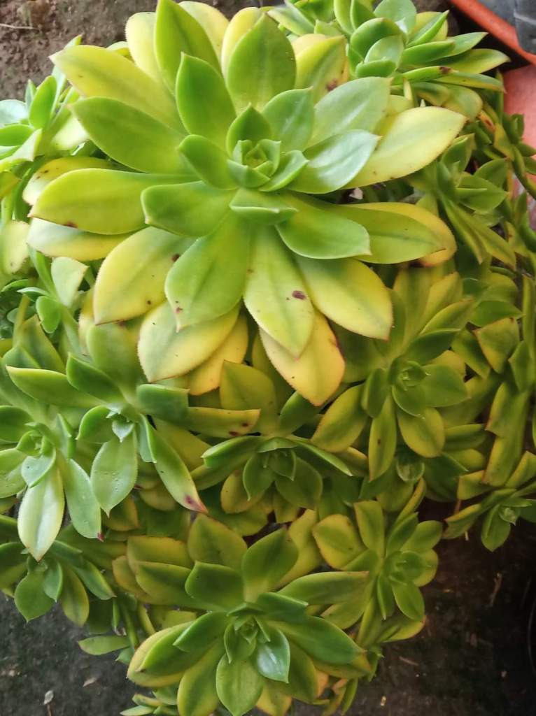 Aeonium Floresens