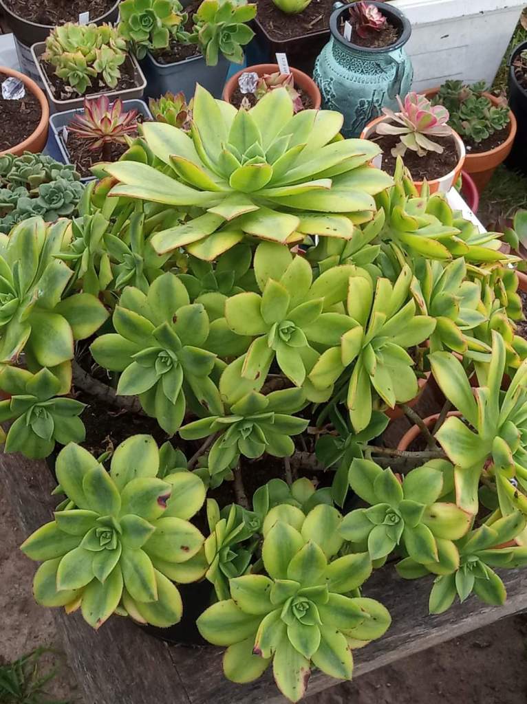Aeonium Floresens