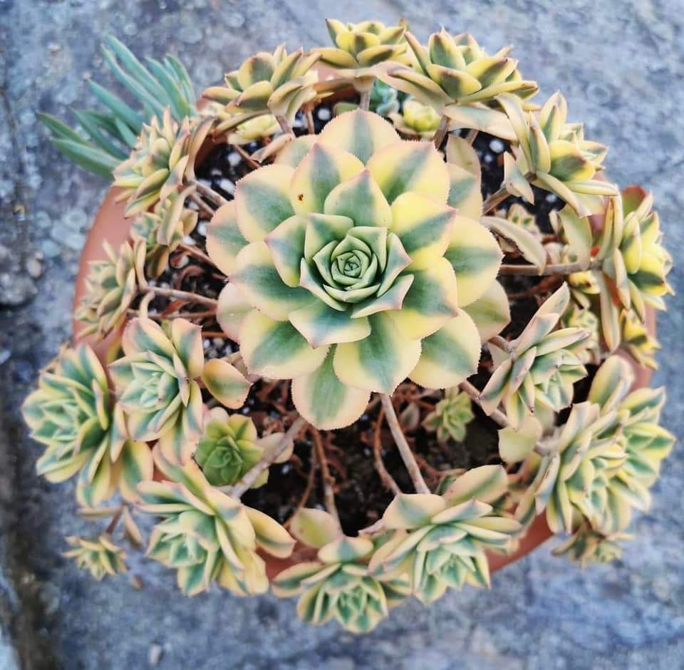 Aeonium Floresens