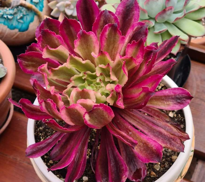 Aeonium Poison