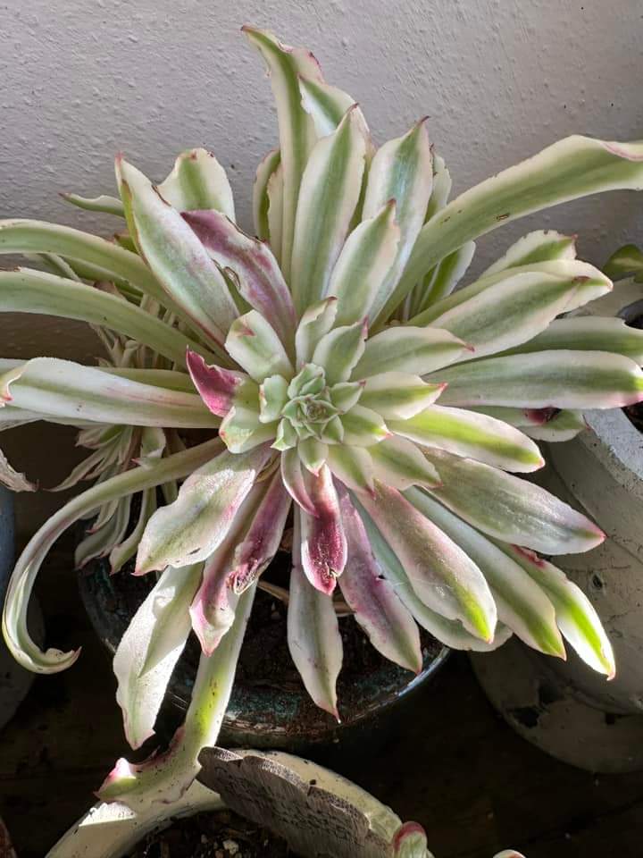 Aeonium Poison