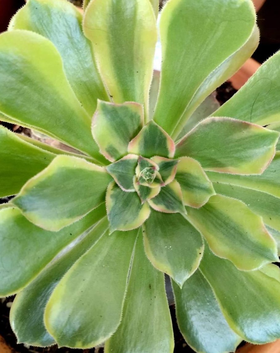 Aeonium Parakeet