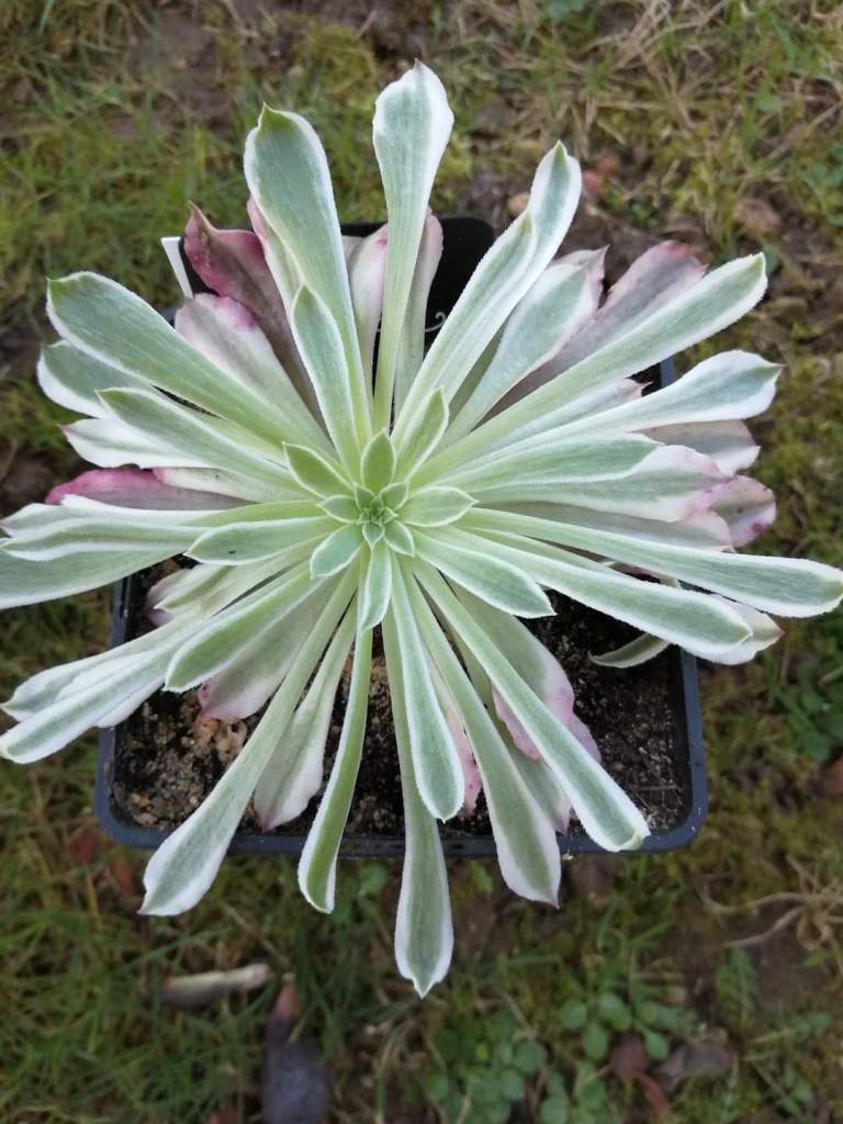 Aeonium Poison