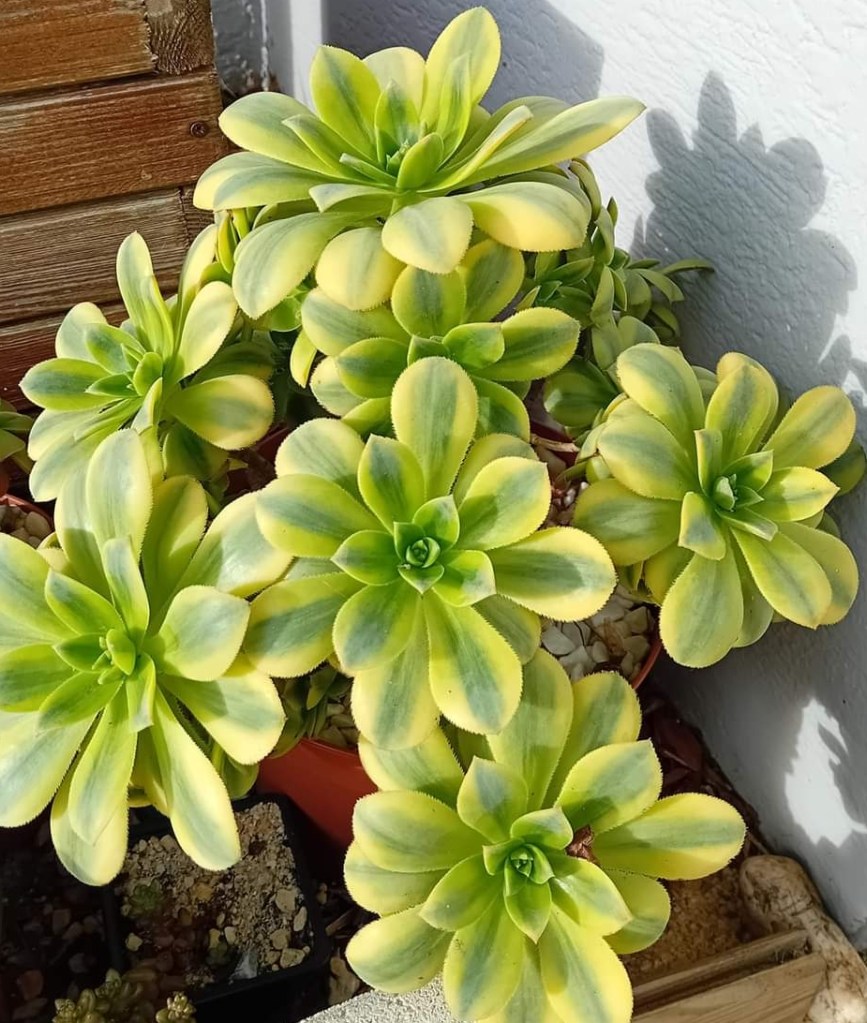 Aeonium Floresens