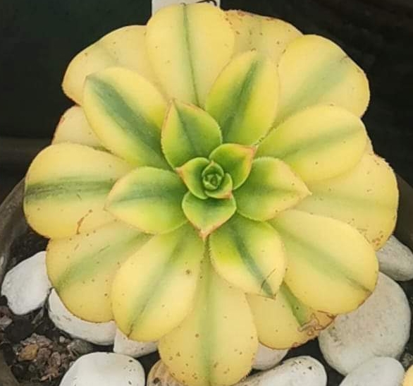 Aeonium Floresens