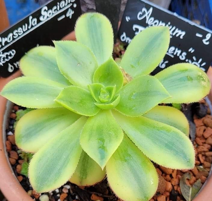 Aeonium Floresens