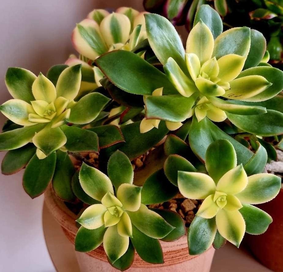 Aeonium Dream Color
