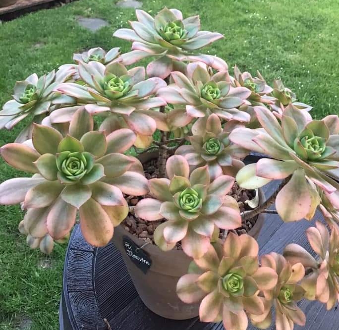 Aeonium Floresens