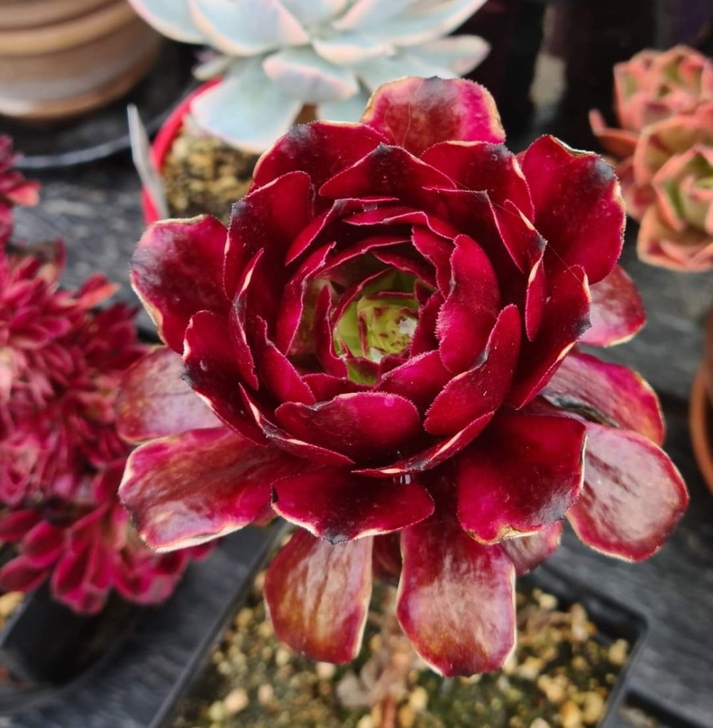 Aeonium 'Meiji' aka 'Miki'