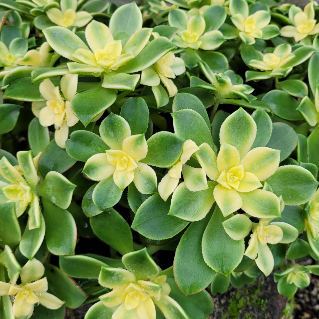 Aeonium Dream Color