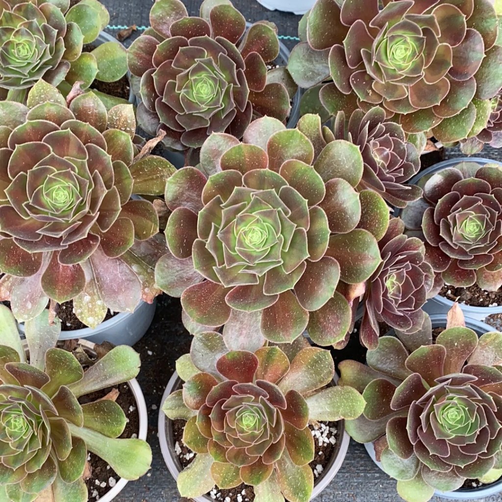 Aeonium Parakeet
