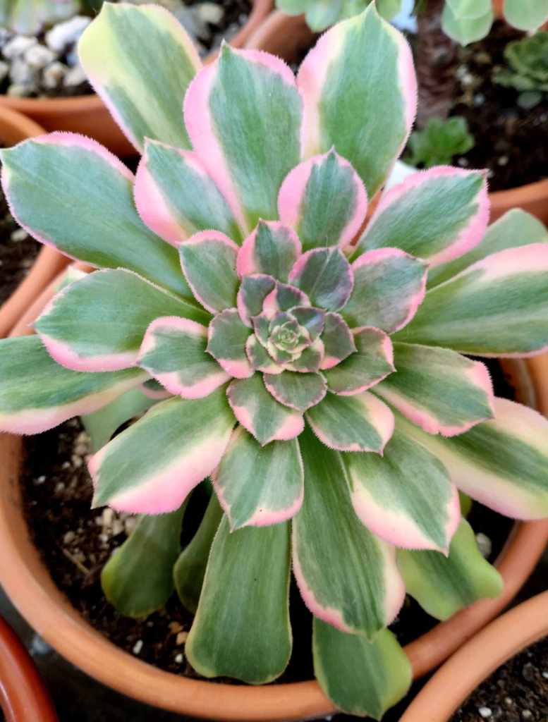 Aeonium Parakeet