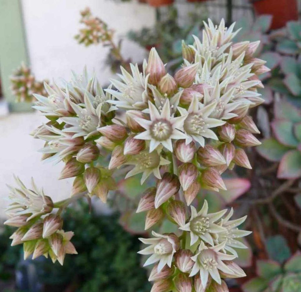 Aeonium Dream Color Floraison