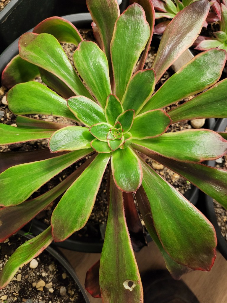 Aeonium Voodoo Green